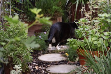 Bahçede bir smokin kedisi