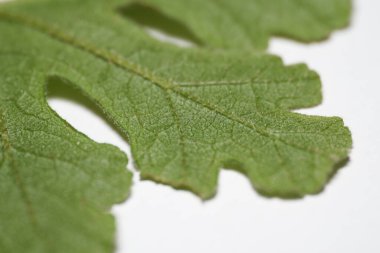 Beyaz arkaplanda yeşil yaprak