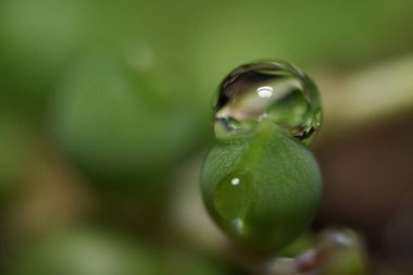yağmur damlalı makro inci dizisi