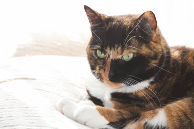 Şirin bir kedi portresi.