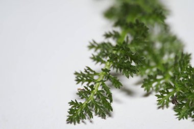 Beyaz arkaplanda taze yarrow