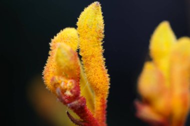 Bahçedeki güzel sarı kanguru pençesi