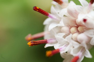 bahar bahçe en güzel çiçekler