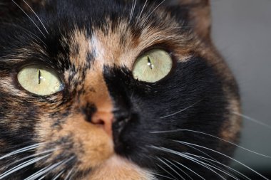 Yeşil gözlü güzel bir yavru kedi. Yaklaş.