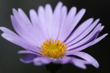 Güzel mor papatya çiçeğinin yakın görüntüsü