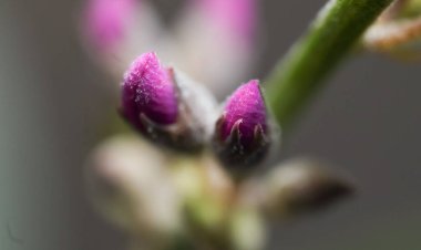 Bahçedeki sertleştirilmiş çiçek tomurcuklarını kapatın.
