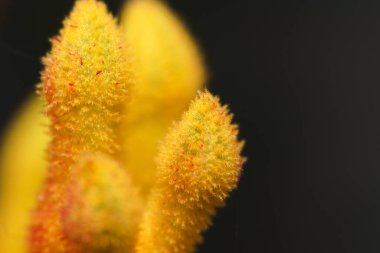 Sarı kanguru pençesinin makro fotoğrafı.