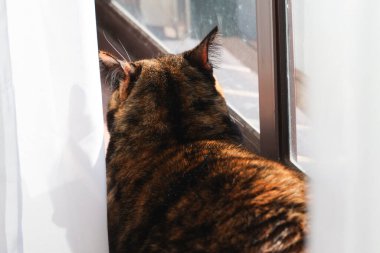 Pencere pervazında oturan yavru kedi.