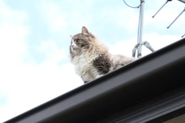 Çatıdaki sevimli pofuduk kedi.