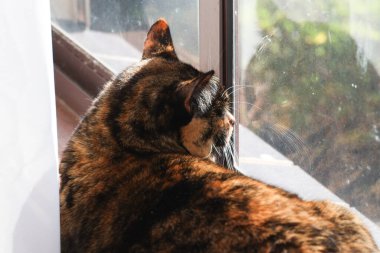 Bir kedi pencereye bakıyor. Kedi pencereden dışarı bakıyor..