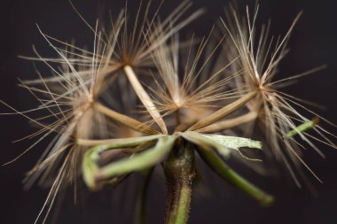 Makro murnong yer elması papatya çiçeği tohumları.