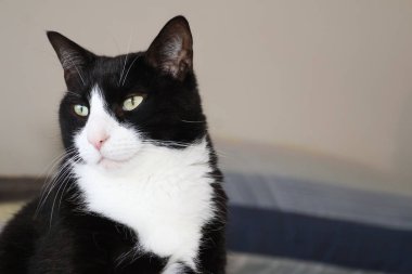 İçerideki siyah beyaz kedi portresi