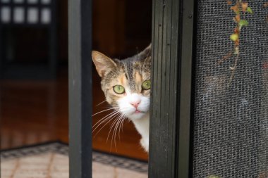 Şirin bir tekir kedinin portresi.