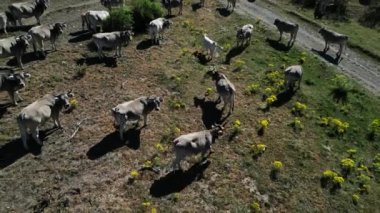 Vahşi doğada ineklerin üzerinde uçarken