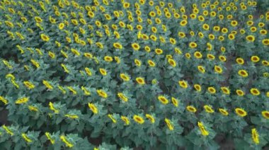 GÜNEŞ AÇIKLARI İÇİN GÖREVİ