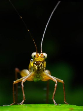 Katydid bir yaprağın üzerinde dimdik durur, antenleri yükselir, vücudu tetikte durur..