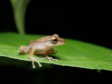 A small tree frog (polypedates leucomystax) sits gracefully on a green leaf looking for the next move clipart