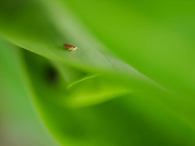 İnce ve canlı bir yaprağın üzerinde küçük bir yaprak zıplıyor.