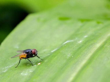 Sarı karnı ve siyah göğüs kafesi yeşil bir yaprağın üzerinde bulunan yaygın bir sinek (diptera).