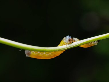 Bir çift sarı testere larvası yeşil bir dal üzerinde yan yana