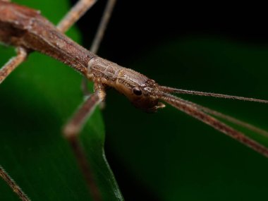 Bir yaprak üzerindeki kahverengi sopa çekirgesi (Phasmatodea) tehlike oluştuğunda hareket etmeye hazır olarak duruyor.