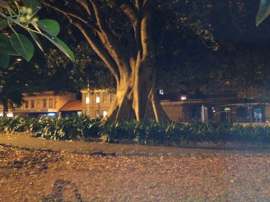 Parkta huzurlu bir gece manzarası. Büyük, aydınlık bir ağaç görkemli bir şekilde duruyor. Ağacın etrafında iyi korunmuş bahçe yatakları ve arka planda tarihi binalar var..