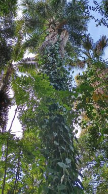 Uzun, görkemli bir palmiye ağacı yemyeşil epifitlerle çevrili, mavi gökyüzüne doğru uzanıyor. Sahne, sıcak güneş ışığı altında tropikal yaban hayatı ve yoğun yeşillik hissi yakalıyor..