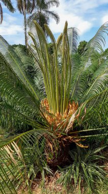 Ormanda palmiye yaprakları