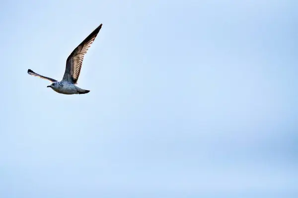 Metin için boşluk ile uçan kuş