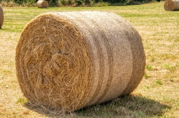 bir alandaki saman balya