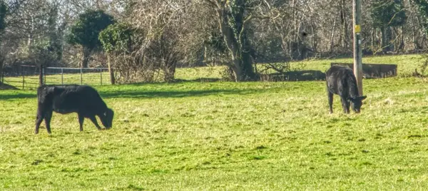 Bir tarlada iki inek