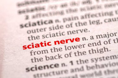 Siyatik sinirler kırmızı ile vurgulanır.