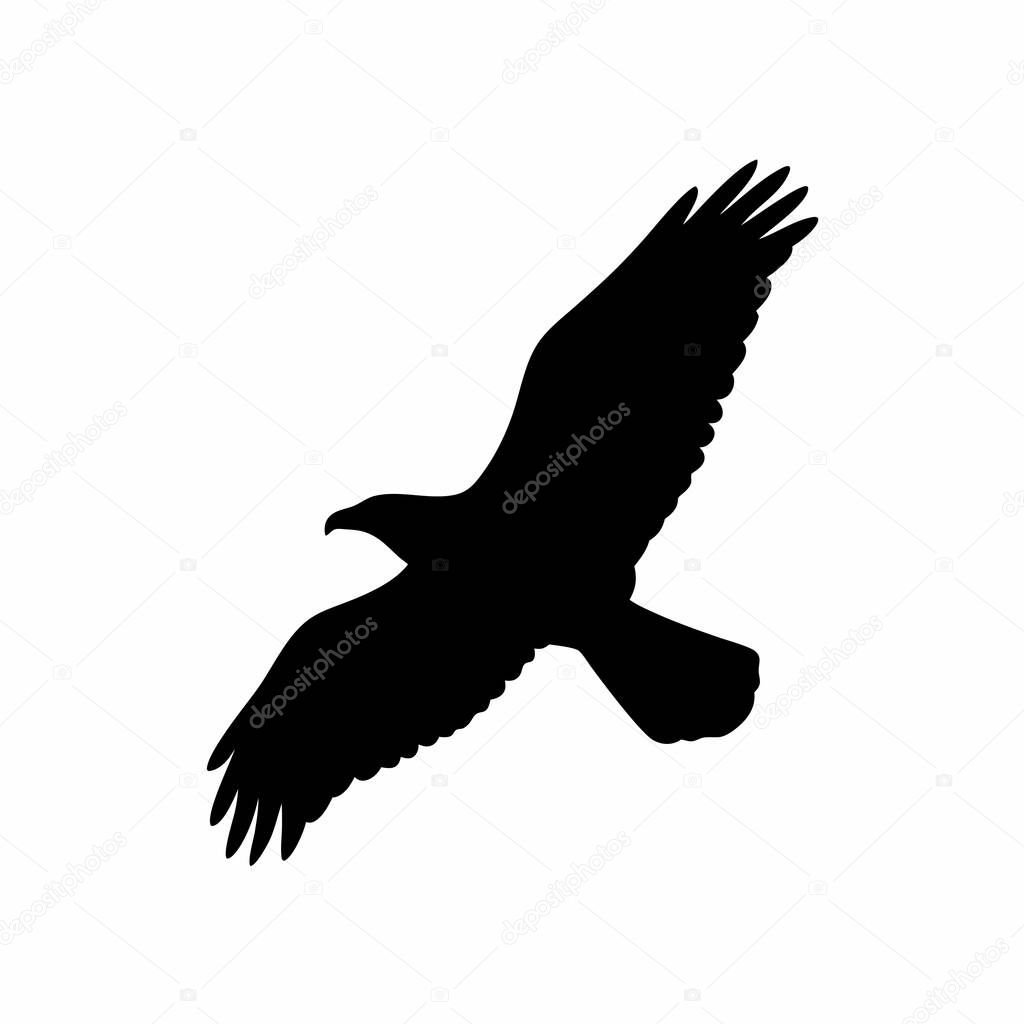 Majestic eagle silhouette soaring in flight bird of prey