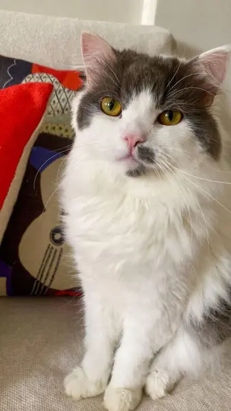 Parlak sarı gözlü sevimli beyaz ve gri bir kedi bir kanepede zarif bir şekilde oturur. Arkasında canlı desenli renkli bir yastık var. Sahneye sanatsal bir dokunuş katıyor. Sıcak ve huzurlu bir atmosferi yansıtıyor..