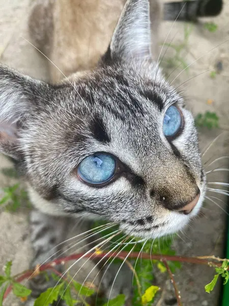 Parlak, anlamlı mavi gözleri olan gri bir tekir kedinin yakın çekimi. Bulanık arka plan, çevrenin yeşil yapraklarla kaplı olduğu doğal bir çevreyi ortaya çıkarıyor. Bu da merak ve sükunet hissi veriyor..