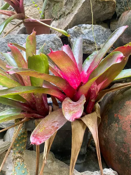 Canlı bir bromeliad bitkisi, koyu yeşil yaprakları ve canlı pembe renkleri ile doğal olarak sıralanmış kayaların arasında yer alır. Sahne bereketli bir doğa ve tropikal bitki örtüsünün güzelliğini yansıtıyor..