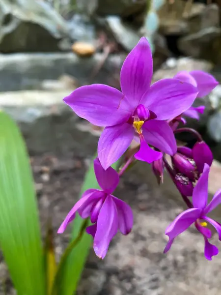 Çiçek açmış güzel pembe bir orkide, canlı yaprakları ve zengin mor bir tonu var. Çiçekler yeşil yapraklarla çevrili, doğal taşlardan oluşan bir zemin, doğada huzur ve sükunet hissi yaratıyor..