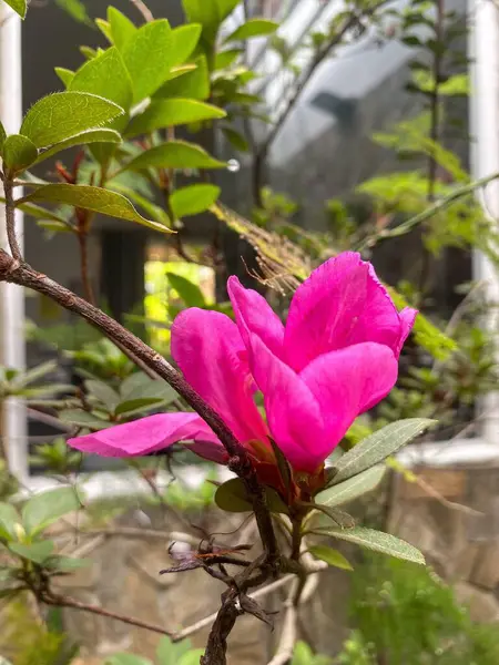 Güzel pembe bir çiçek, bakımlı bir bahçede dikiliyor. Canlı yapraklar, çevrenin yeşil yaprakları ve yumuşak ışıklarıyla tezat oluşturarak sakin ve misafirperver bir ortam yaratıyor..