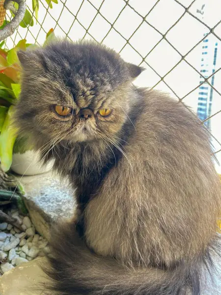 Uzun, yumuşak gri kürklü, zarif poz veren sevimli bir Pers kedisi. Altın gözleri ve entrikacı ifadeleri, yeşil bir zemin ve tel örgü örerek eşsiz, büyüleyici bir atmosfer yaratıyor..