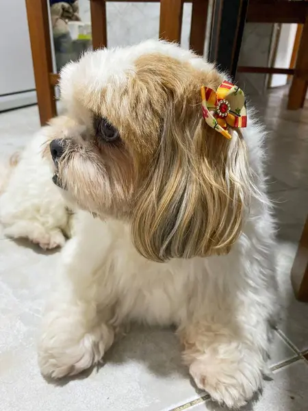 Beyaz ve altın kürklü sevimli bir Lhasa Apso köpeği seramik zeminde oturuyor. Saçlarında çok güzel renkli bir fiyonk var, ona sevimli ve samimi bir görünüm veriyor..