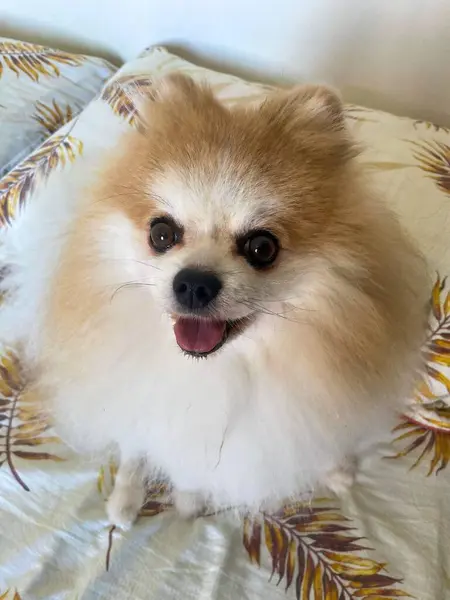 Yumuşak bir Pomeranya neşe saçıyor, tropik yaprak desenli kumaşlı rahat bir yatağa tünemiş. Kremi ve turuncu kürkü güneş ışığında parlıyor, neşe ve sıcaklığı yansıtıyor, ev hayatının basit neşelerini somutlaştırıyor..