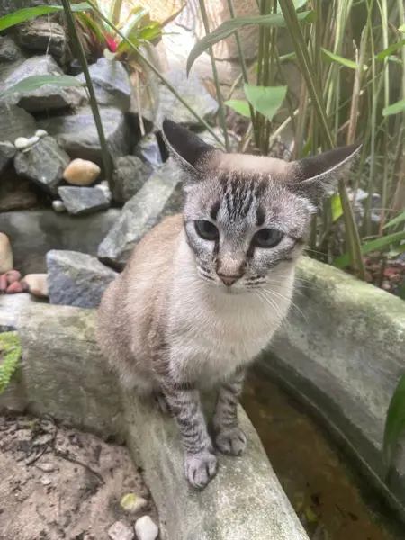 Açık renk kürklü ve koyu lekeli güzel bir Siyam kedisi doğal bir ortamda huzur içinde poz verir. Taşlar ve yeşilliklerle çevrili küçük bir su deposunun yanında otururken tuhaf ve sakin bir ifade sergiliyor..
