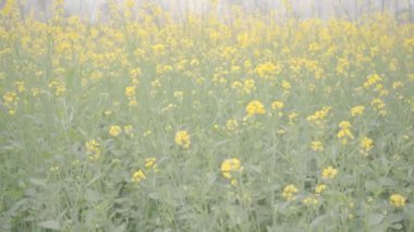 Saharanpur, Uttarpradesh Hindistan 'da 26 Aralık 2024 - Hindistan' da tarım bölgeleri yemyeşil tarlalar, hardal gibi canlı ekinler yoluyla canlanıyor.