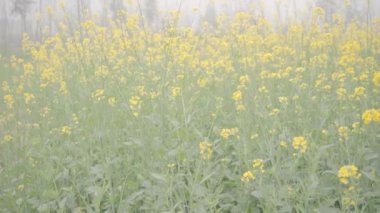 Saharanpur, Uttarpradesh Hindistan 'da 26 Aralık 2024 - Hindistan' da tarım bölgeleri yemyeşil tarlalar, hardal gibi canlı ekinler yoluyla canlanıyor.
