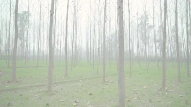 Saharanpur, Uttarpradesh Hindistan-26 Aralık 2024-Hindistan tarımında popüler ağaçların rolü hayati önem taşımakta, gölge ve toprak verimliliğini arttırmakta, biyolojik çeşitliliği desteklemektedir.