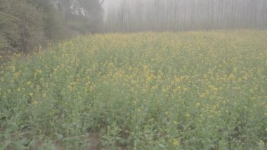 Saharanpur, Uttarpradesh Hindistan-26 Aralık 2024-Hindistan 'daki hardal bitkilerinin yeşil yaşamını araştırmak, her iki tarımda da hayati rollerini ortaya koyuyor..