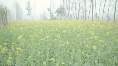 Saharanpur, Uttarpradesh Hindistan 'da 26 Aralık 2024 - Hindistan' da tarım bölgeleri yemyeşil tarlalar, hardal gibi canlı ekinler yoluyla canlanıyor.