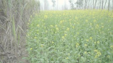 Saharanpur, Uttarpradesh Hindistan-26 Aralık 2024-Birlikte büyüyen şeker kamışı ve hardal manzarası yemyeşil sapların ve altın sarısı çiçeklerin canlı zıtlığını sergiliyor