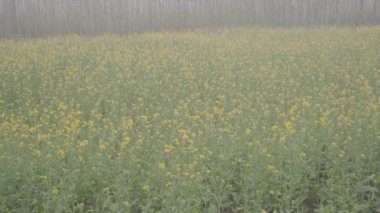 Saharanpur, Uttarpradesh Hindistan-26 Aralık 2024-Hindistan 'daki hardal bitkilerinin yeşil yaşamını araştırmak, her iki tarımda da hayati rollerini ortaya koyuyor. .