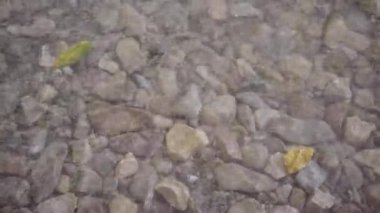 Manzaranın içinden akan en iyi su. Yüksek kalite 4k görüntü